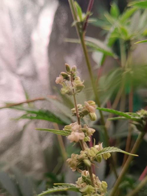 Pineapple Muffin Reg. Week 14