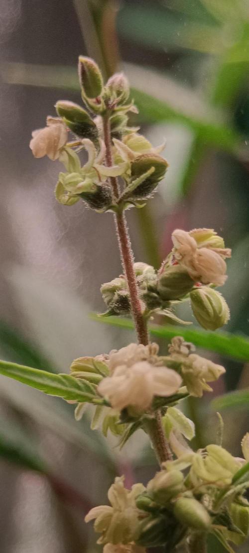 Pineapple Muffin Reg. Week 14