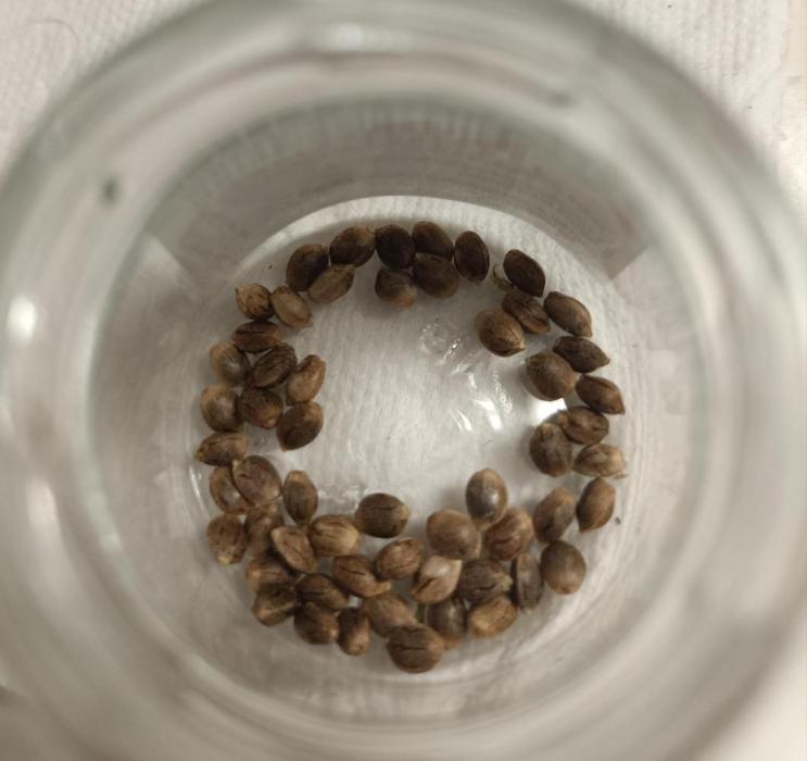 (Blackberry Auto X Blueberry Cupcake)F1. Week 0