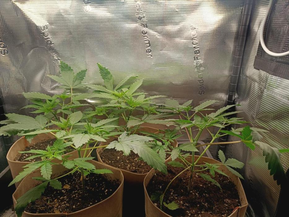 (Blackberry Auto X Blueberry Cupcake)F1. Week 3