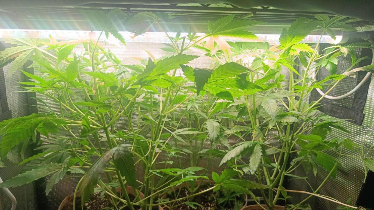 (Blackberry Auto X Blueberry Cupcake)F1. Week 6