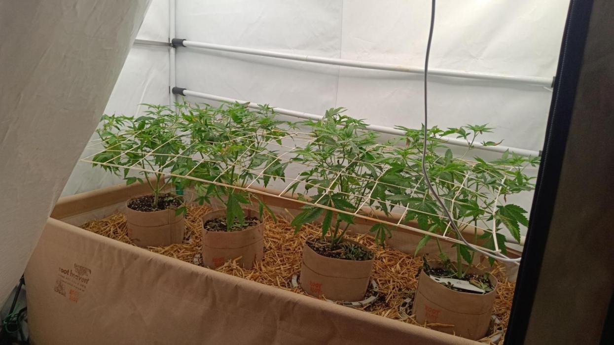 (Blackberry Auto X Blueberry Cupcake)F1. Week 7