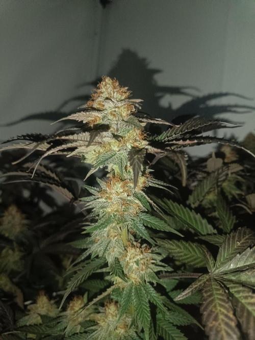 Pineapple Muffin Reg. Week 15