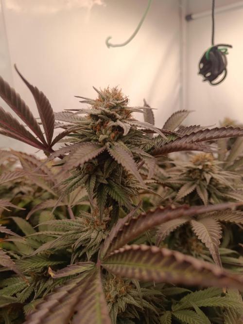 Pineapple Muffin Reg. Week 15