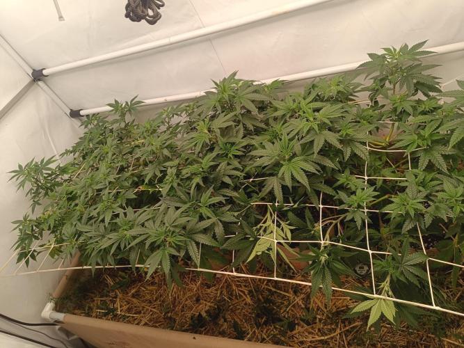 (Blackberry Auto X Blueberry Cupcake)F1. Week 8