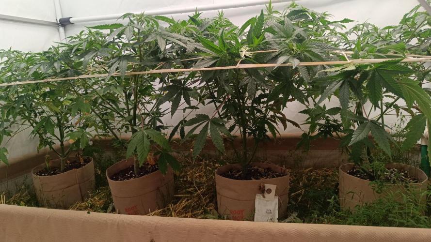 (Blackberry Auto X Blueberry Cupcake)F1. Week 8