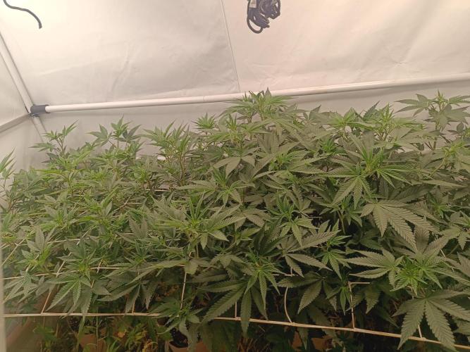 (Blackberry Auto X Blueberry Cupcake)F1. Week 9