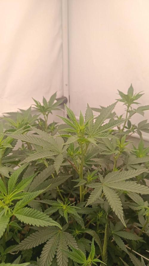 (Blackberry Auto X Blueberry Cupcake)F1. Week 9