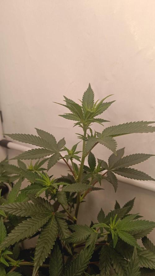 (Blackberry Auto X Blueberry Cupcake)F1. Week 9