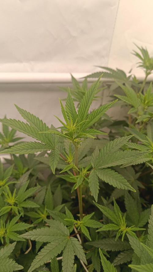 (Blackberry Auto X Blueberry Cupcake)F1. Week 9