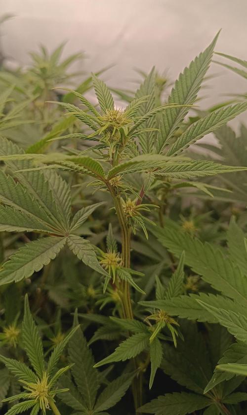 (Blackberry Auto X Blueberry Cupcake)F1. Week 10