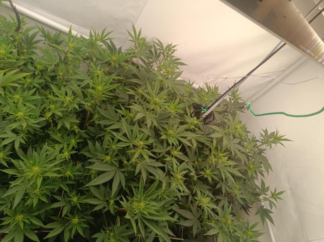 (Blackberry Auto X Blueberry Cupcake)F1. Week 10