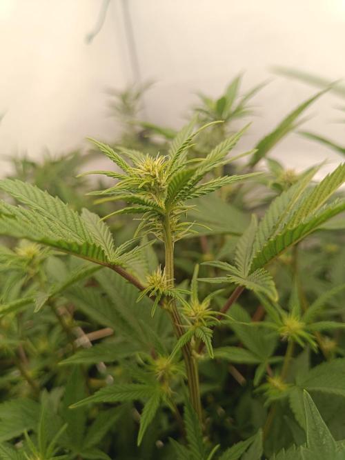 (Blackberry Auto X Blueberry Cupcake)F1. Week 10