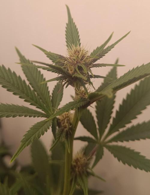 (Blackberry Auto X Blueberry Cupcake)F1. Week 10