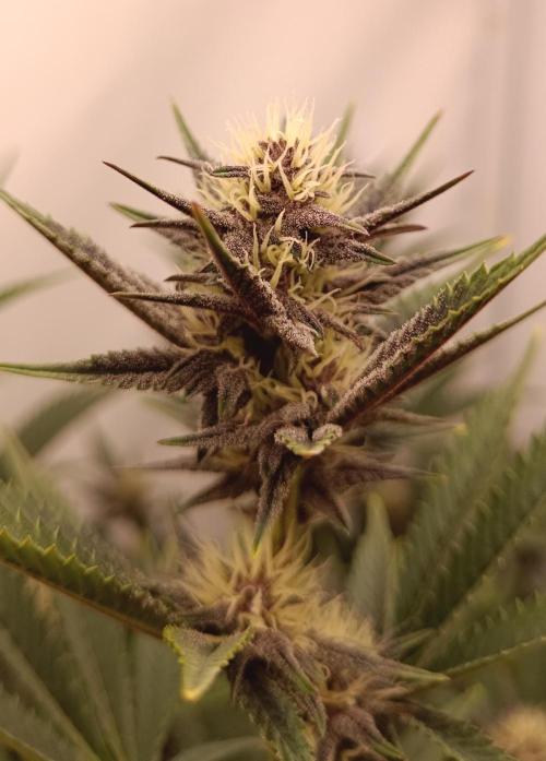 (Blackberry Auto X Blueberry Cupcake)F1. Week 11