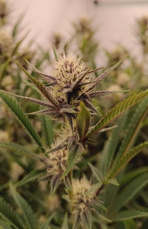 (Blackberry Auto X Blueberry Cupcake)F1. Week 11