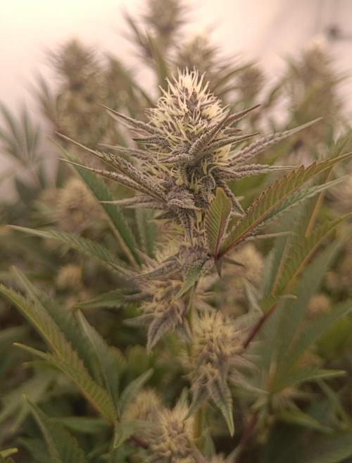 (Blackberry Auto X Blueberry Cupcake)F1. Week 12