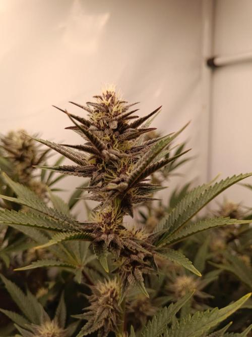 (Blackberry Auto X Blueberry Cupcake)F1. Week 12