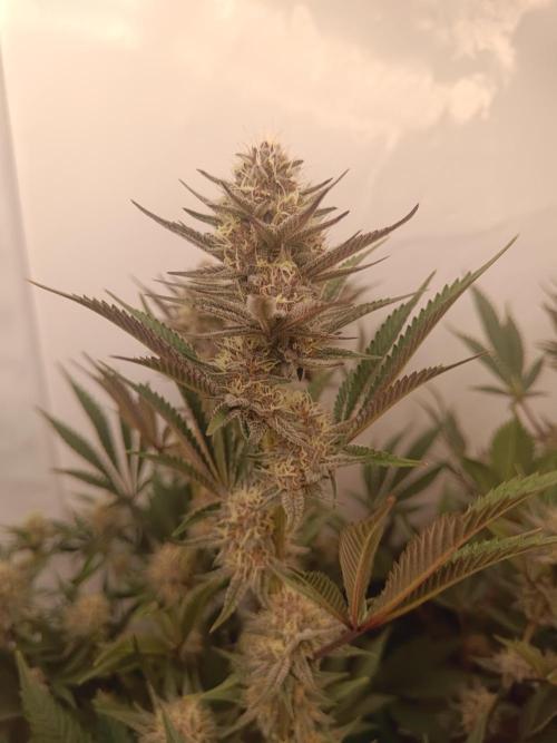 (Blackberry Auto X Blueberry Cupcake)F1. Week 13