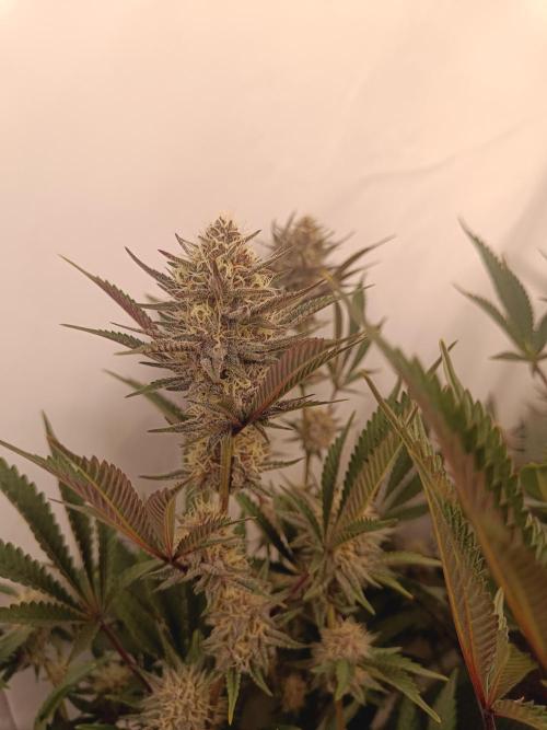 (Blackberry Auto X Blueberry Cupcake)F1. Week 13