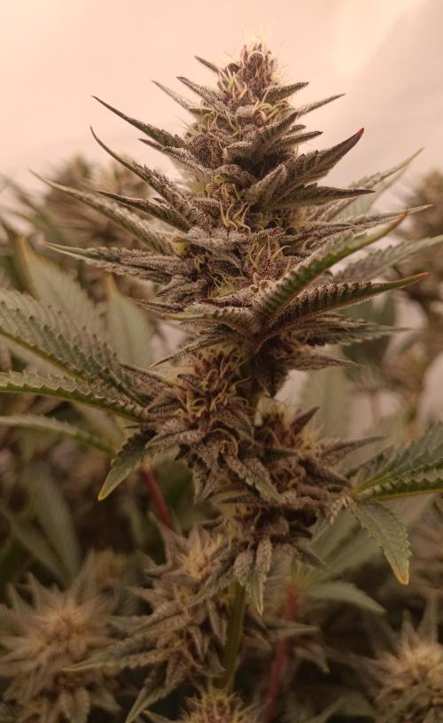 (Blackberry Auto X Blueberry Cupcake)F1. Week 13