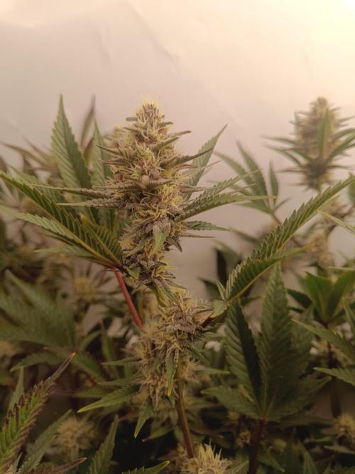 (Blackberry Auto X Blueberry Cupcake)F1. Week 13