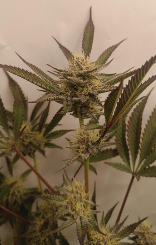 (Blackberry Auto X Blueberry Cupcake)F1. Week 13