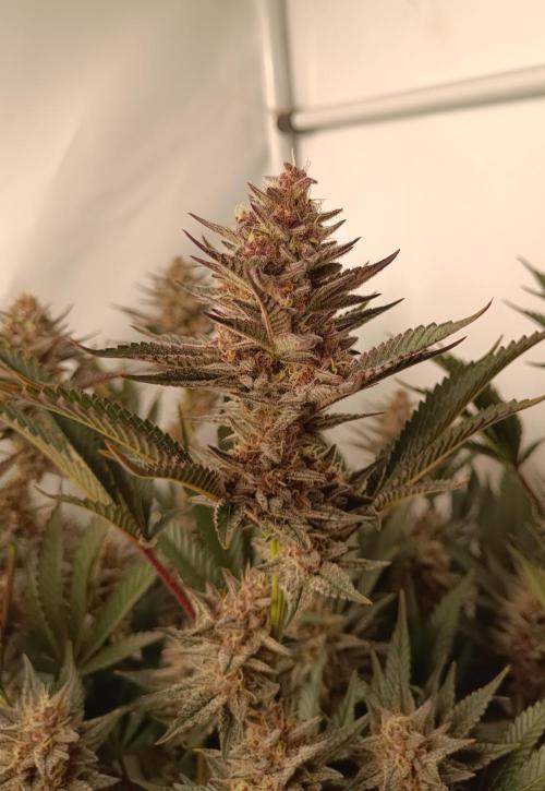 (Blackberry Auto X Blueberry Cupcake)F1. Week 14