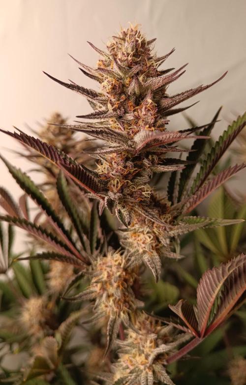 (Blackberry Auto X Blueberry Cupcake)F1. Week 14