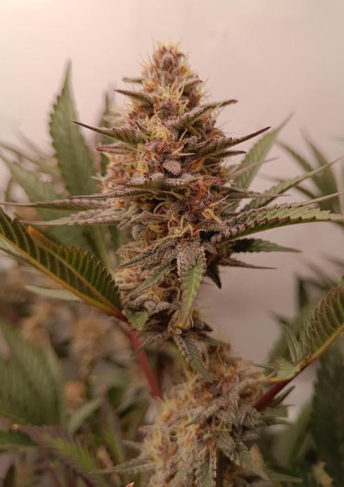 (Blackberry Auto X Blueberry Cupcake)F1. Week 14