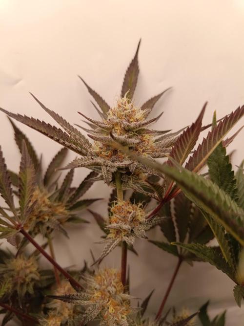 (Blackberry Auto X Blueberry Cupcake)F1. Week 14