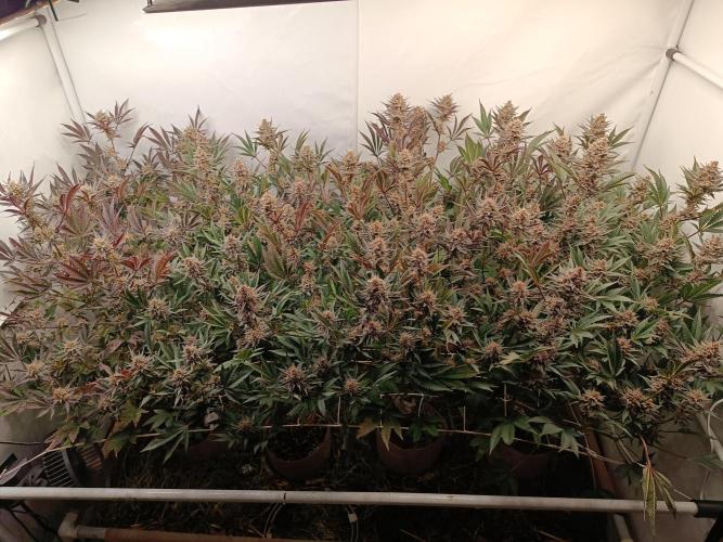 (Blackberry Auto X Blueberry Cupcake)F1. Week 14