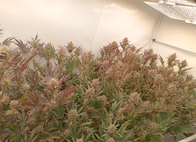 (Blackberry Auto X Blueberry Cupcake)F1. Week 14