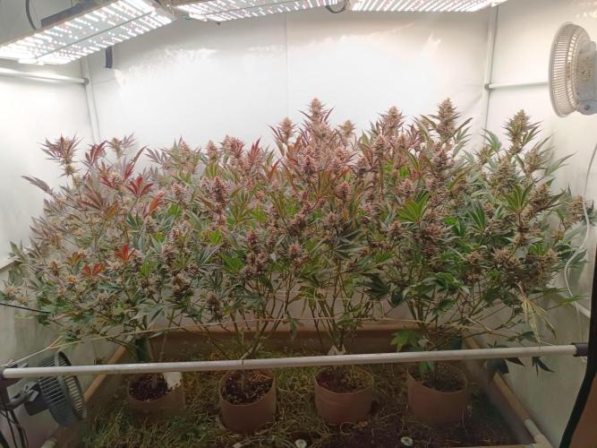 (Blackberry Auto X Blueberry Cupcake)F1. Week 14