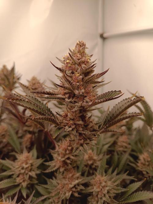 (Blackberry Auto X Blueberry Cupcake)F1. Week 15