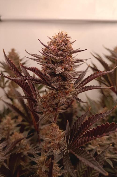 (Blackberry Auto X Blueberry Cupcake)F1. Week 15