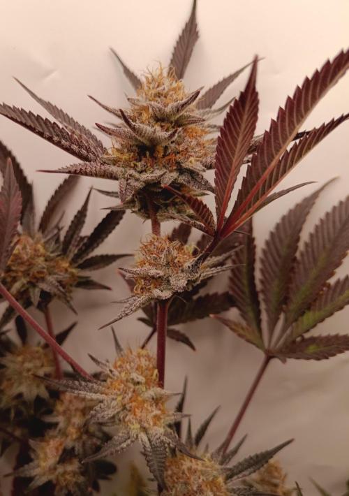 (Blackberry Auto X Blueberry Cupcake)F1. Week 15