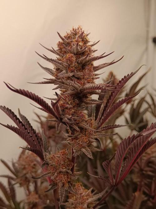 (Blackberry Auto X Blueberry Cupcake)F1. Week 16