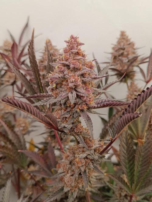 (Blackberry Auto X Blueberry Cupcake)F1. Week 16