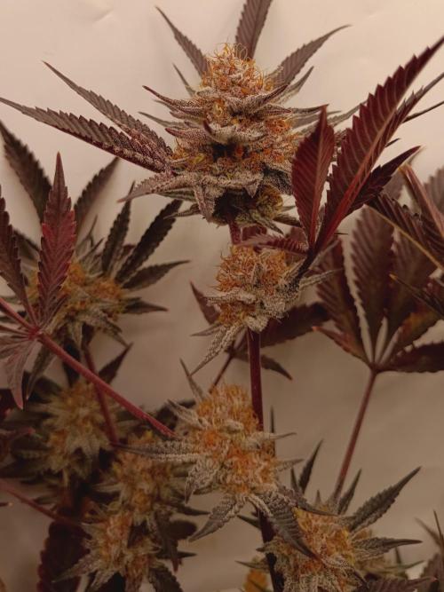 (Blackberry Auto X Blueberry Cupcake)F1. Week 16