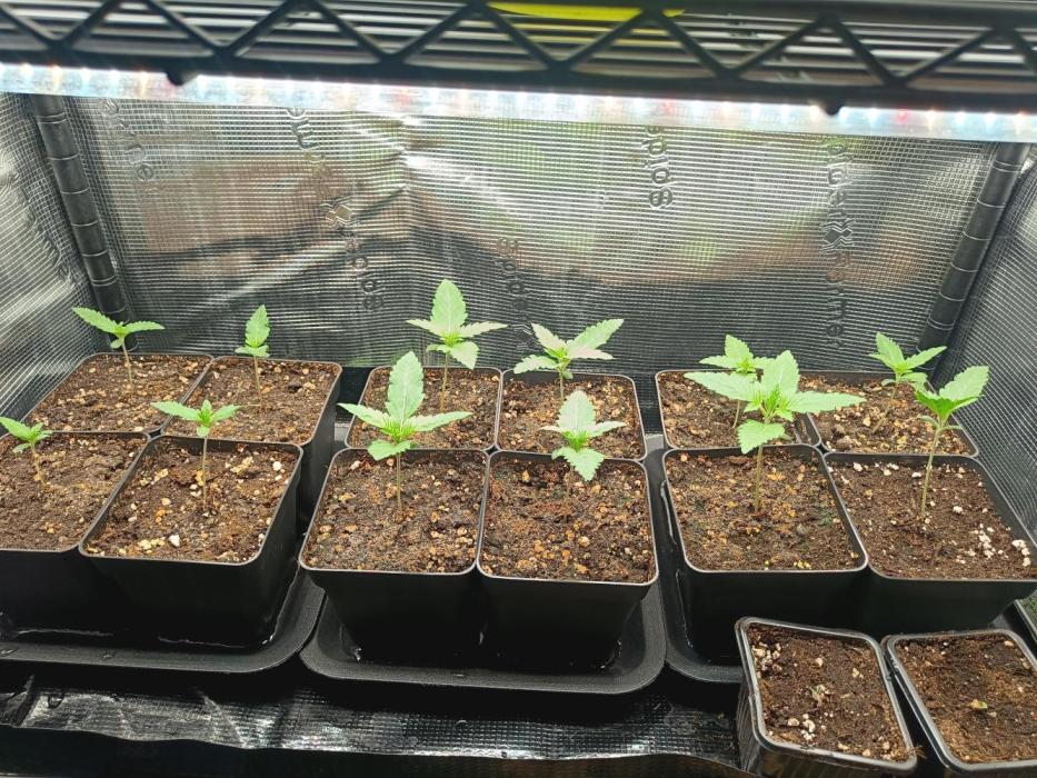 Blackberry Auto x Blueberry Cupcake F1#2. Week 1