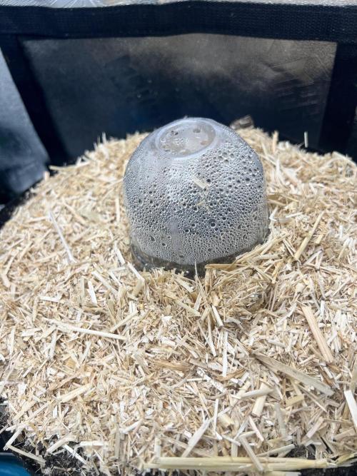 Carvajet 4th grow of Autoflowers. Week 0 - Straw is needed my home is radiator pipes and they keep the tent around 80’ 