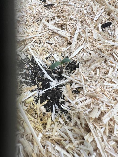 Carvajet 4th grow of Autoflowers. Week 0 - I’ll sleep good knowing i have weed for Summer 