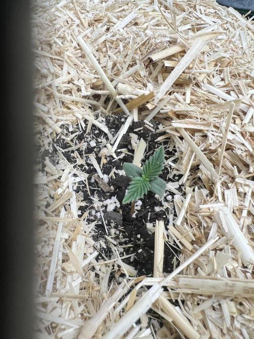 Carvajet 4th grow of Autoflowers. Week 0 - I keep taking pictures 