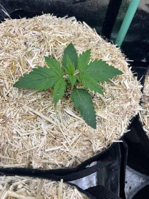 Carvajet 4th grow of Autoflowers. Week 1