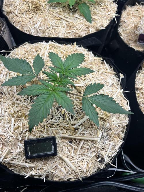 Carvajet 4th grow of Autoflowers. Week 2