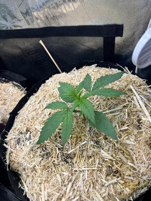 Carvajet 4th grow of Autoflowers. Week 2