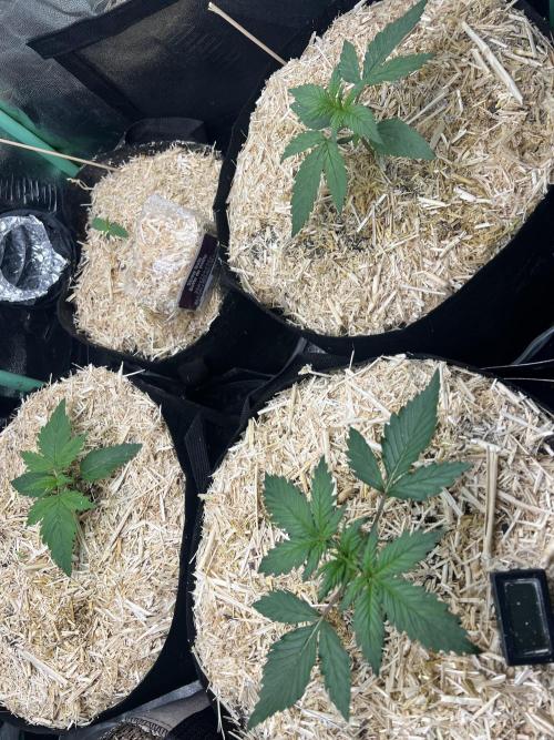 Carvajet 4th grow of Autoflowers. Week 2