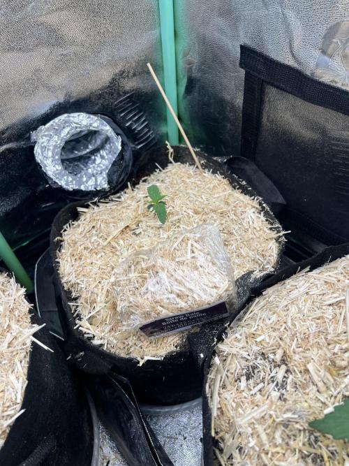 Carvajet 4th grow of Autoflowers. Week 2