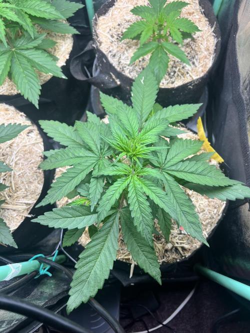 Carvajet 4th grow of Autoflowers. Week 3 - California Snow 1